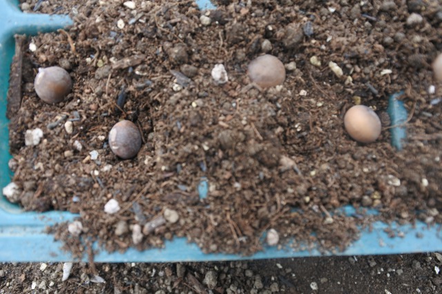 枝豆の種まき ばさわファームブログ