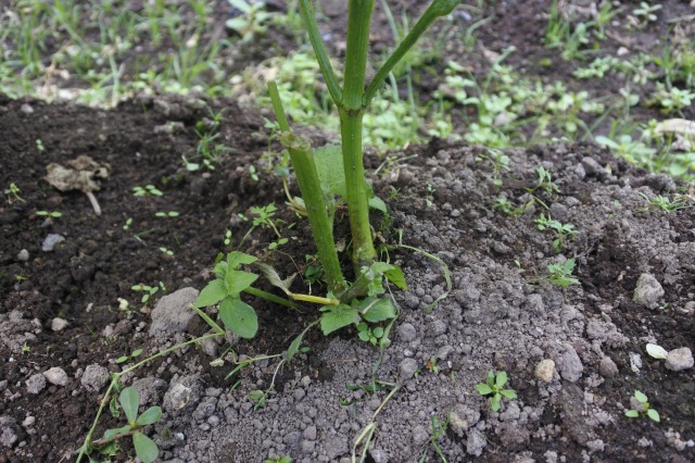 枝豆の摘心と土寄せ ばさわファームブログ