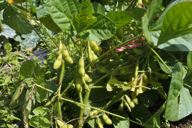 枝豆の収穫 ばさわファームブログ